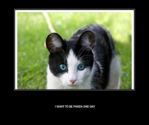 pandacat1.jpg pandacat1.jpg