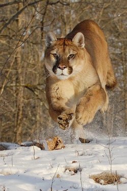 tiger running.jpg