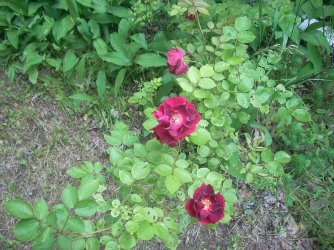 DSCN2575.jpg