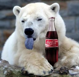 coca-cola-polar-bear-funny.jpg
