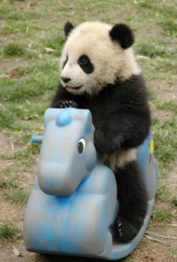 panda.jpg