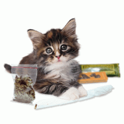 b-410044-cute_cat_animated_picture.gif