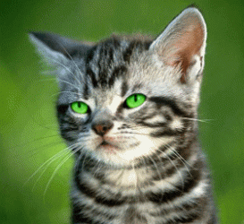 animated-cat-stickingout-tongue.gif