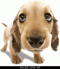 puppy eyes.gif