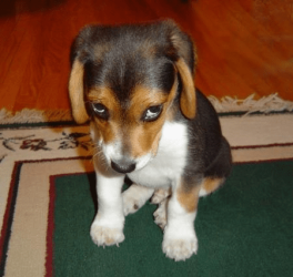 Puppy.png