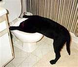 sick dog.jpg sick dog.jpg