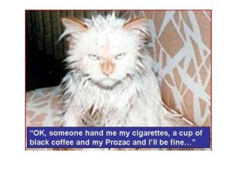 Cat_Bath.jpg