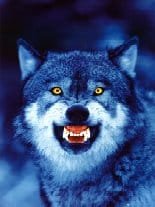 wolf poster.jpg wolf poster.jpg