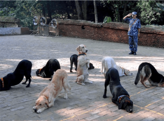 dogging.PNG