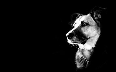 backgrounds-black-wallpaper-dogs.jpg