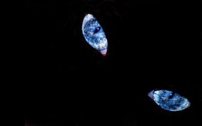 backgrounds-black-wallpapers-cat-eyes-blue.jpg