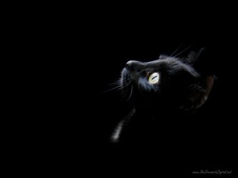 black_wallpaper_cat_head-1024x768.jpg