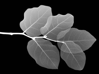 vista-wallpaper-4-leaves.jpg