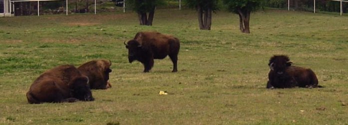 bufalo.JPG bufalo.JPG