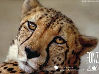 Cheetah.JPG Cheetah.JPG