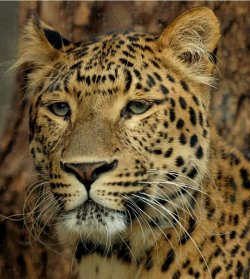 Leopard.JPG Leopard.JPG