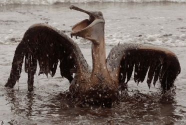 bird.PNG
