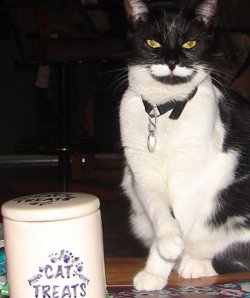 Cat_Treats.JPG