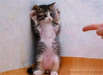 Cute cat hands up.jpg Cute cat hands up.jpg