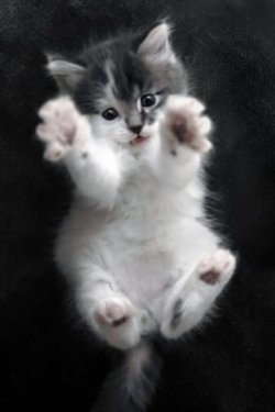 cutecat_erf153rc.jpg cutecat_erf153rc.jpg