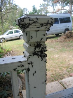 Love Bugs Like White.jpg