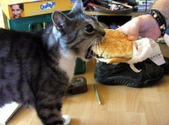 cheezburger.jpg cheezburger.jpg
