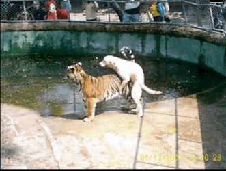 dog.tiger.fun.PNG