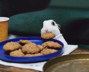 rabbit.jpg