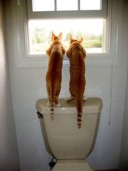 Cat_Escape_image0066.jpg