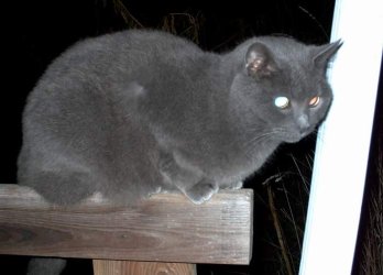 sematary33.JPG