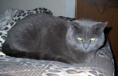 Semetary my Kitterz1.JPG