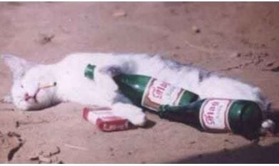 drunkcat.JPG drunkcat.JPG