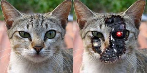 termcat.jpg