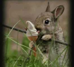 BunnyLick.gif BunnyLick.gif