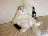 fatcat.jpg