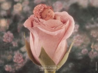 babyroses.jpg babyroses.jpg