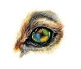 eyes1.jpg eyes1.jpg