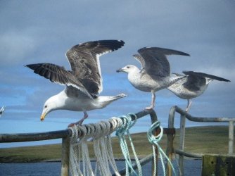 gulls.jpg