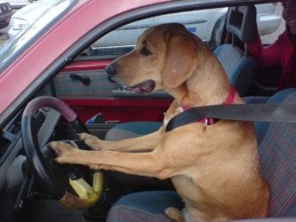802_dog_driving.jpg 802_dog_driving.jpg