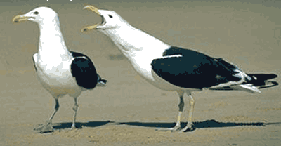 female versus male.gif