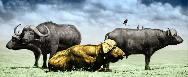 gold%20buffalo_resting.png