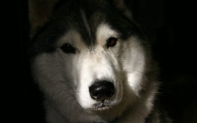 Huskie.jpg