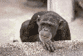 bar.gif