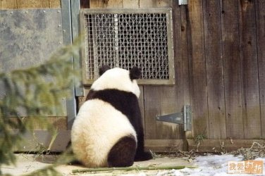 panda3.jpg panda3.jpg