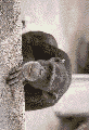 bar2.gif