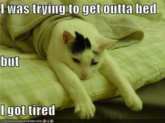 funny-pictures-cat-is-tired.jpg funny-pictures-cat-is-tired.jpg