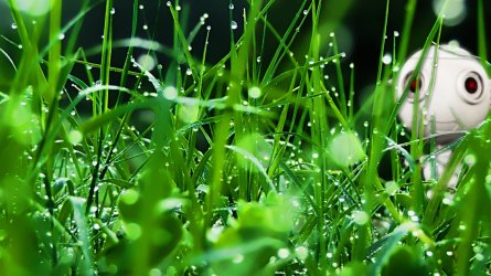 bot grass wall.jpg