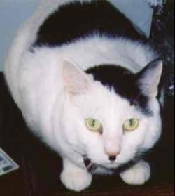 cat.jpg cat.jpg