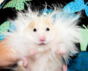 shocked_hair.jpg shocked_hair.jpg