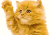 avatar438509_57.gif avatar438509_57.gif